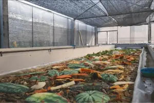 Highly Lucrative BSF Farming