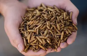 Highly Lucrative BSF Farming