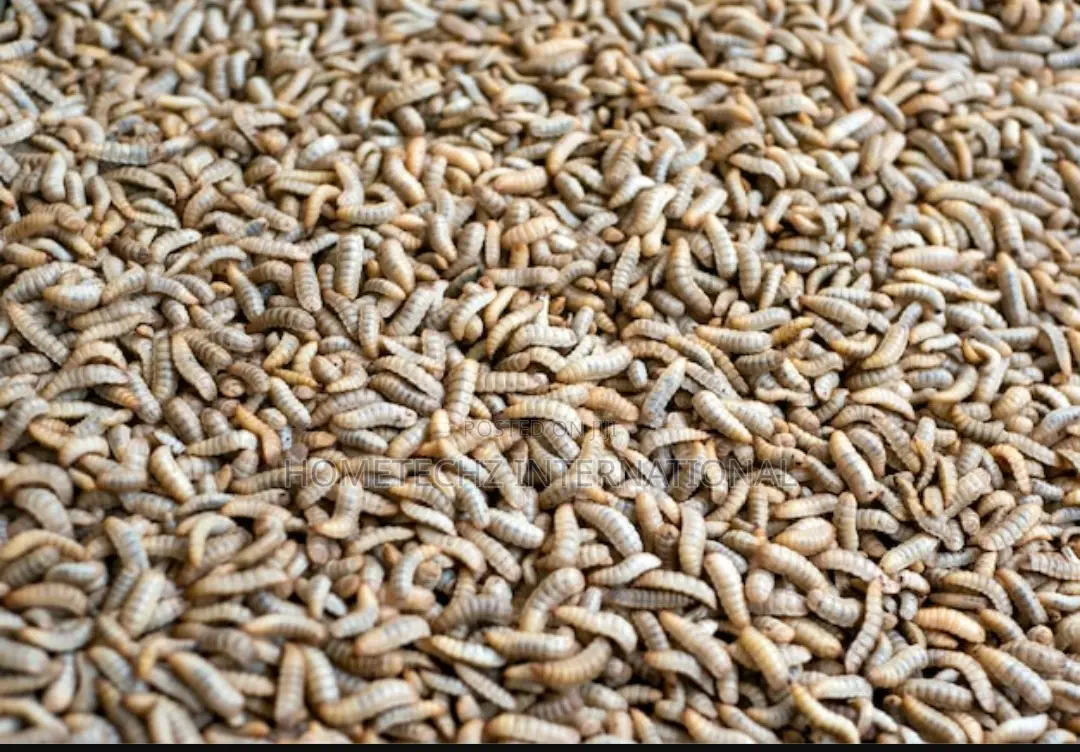 Highly Lucrative BSF Farming