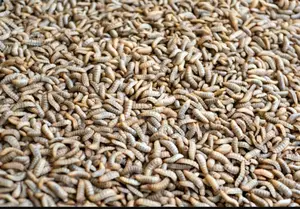 Highly Lucrative BSF Farming