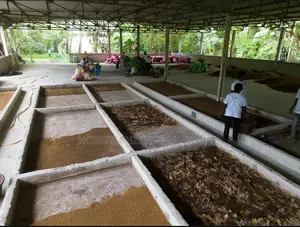 Highly Lucrative BSF Farming