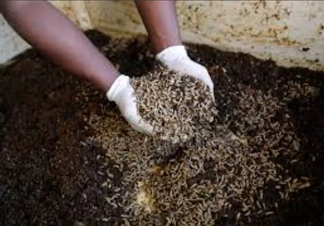 Highly Lucrative BSF Farming