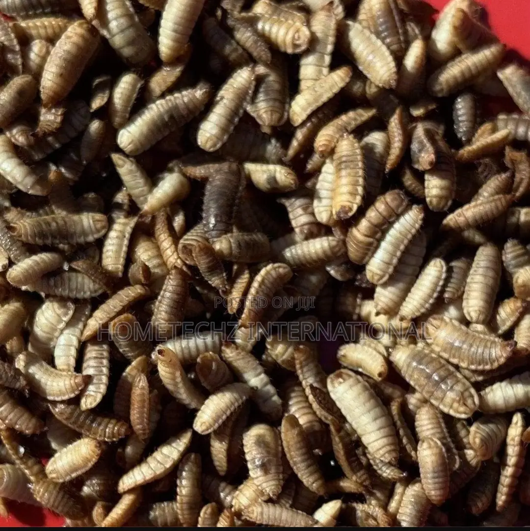 Highly Lucrative BSF Farming