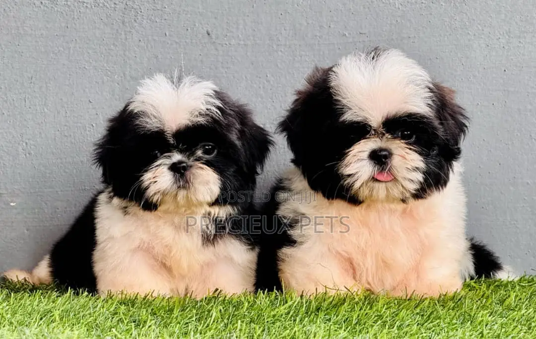 1-3 months Male Purebred Shih Tzu
