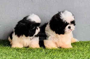 1-3 months Male Purebred Shih Tzu