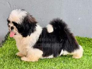 1-3 months Male Purebred Shih Tzu