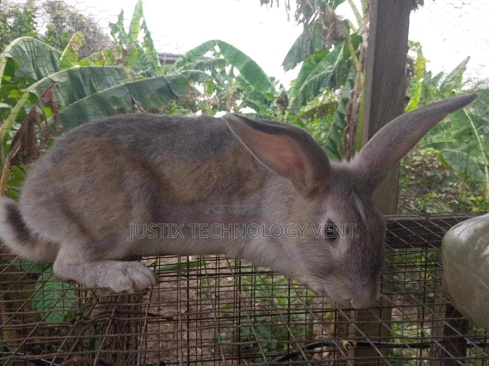Chinchilla Rabbit