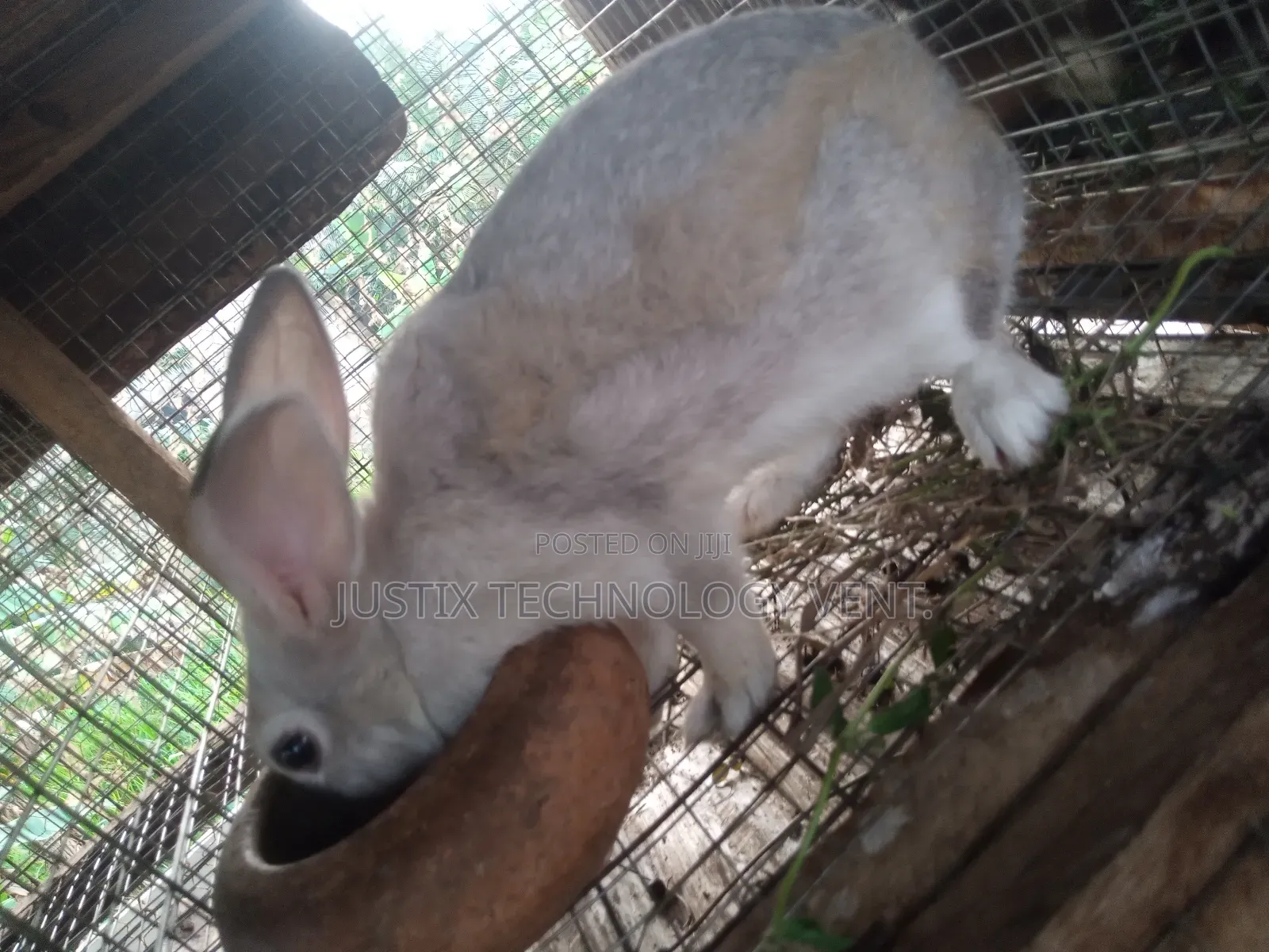 Chinchilla Rabbit