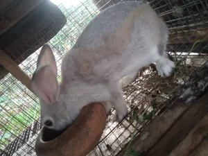 Chinchilla Rabbit