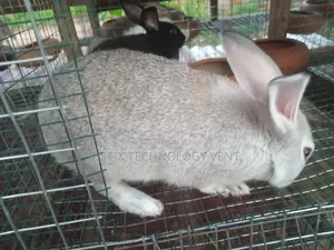 Chinchilla Rabbit