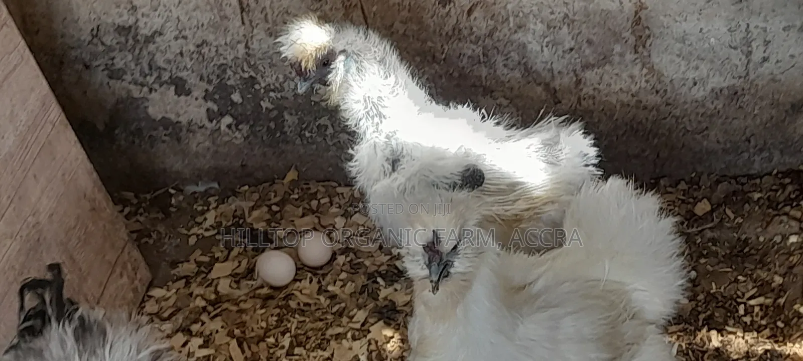 Silkie Chicks(200gh) and Fertile Eggs$(30gh) for Sale