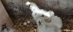 Silkie Chicks(200gh) and Fertile Eggs$(30gh) for Sale