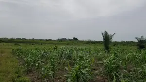 Volta Region - Ho, (Adaklu) _ 400+ Acres Mixed Farmland