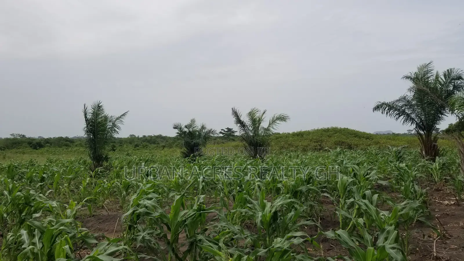 Volta Region - Ho, (Adaklu) _ 400+ Acres Mixed Farmland