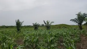 Volta Region - Ho, (Adaklu) _ 400+ Acres Mixed Farmland