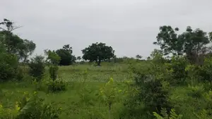 Volta Region - Ho, (Adaklu) _ 400+ Acres Mixed Farmland