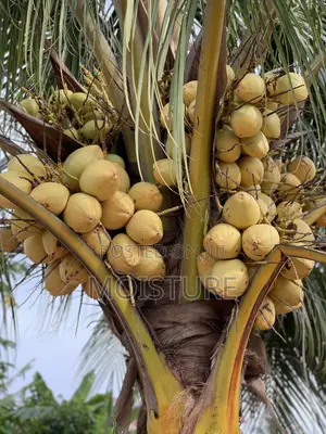 Dwarf Yellow Coconut Seedlings