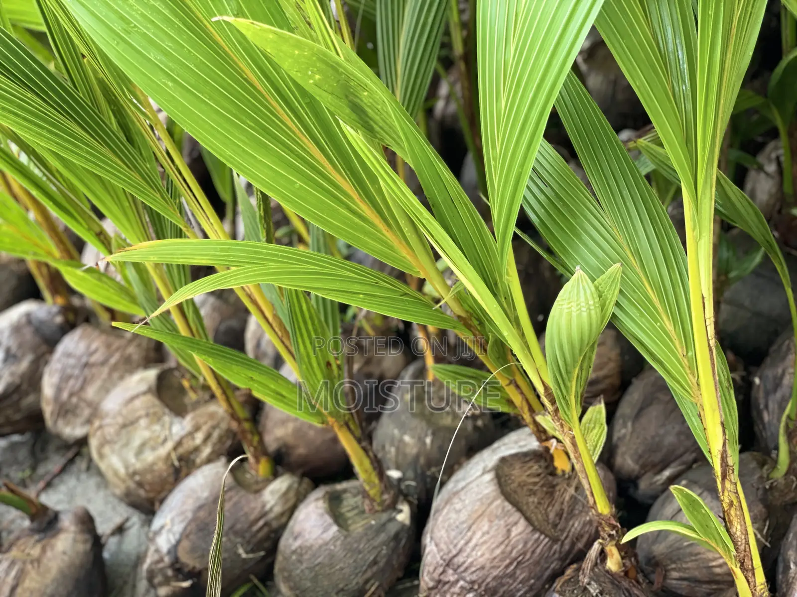 Dwarf Yellow Coconut Seedlings