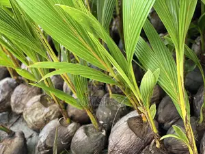 Dwarf Yellow Coconut Seedlings