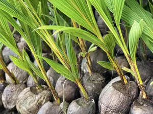 Dwarf Yellow Coconut Seedlings