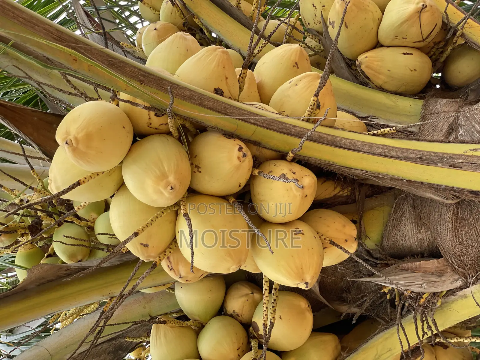 Dwarf Yellow Coconut Seedlings