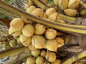 Dwarf Yellow Coconut Seedlings