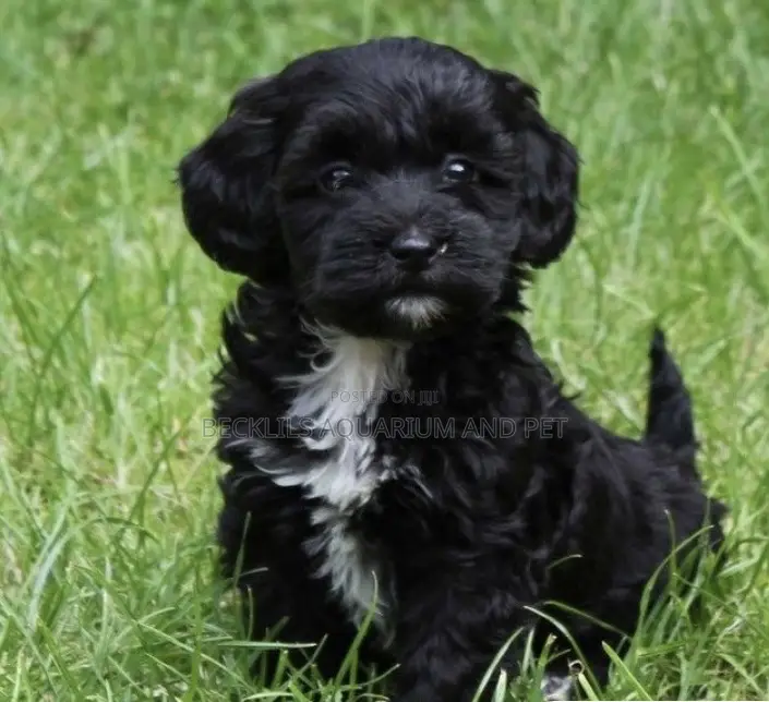 1-3 months Female Purebred Maltese
