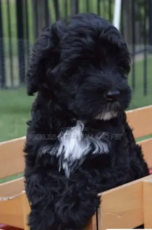 1-3 months Female Purebred Maltese