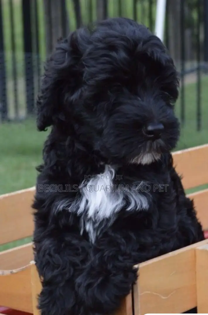 1-3 months Female Purebred Maltese