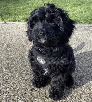 1-3 months Female Purebred Maltese