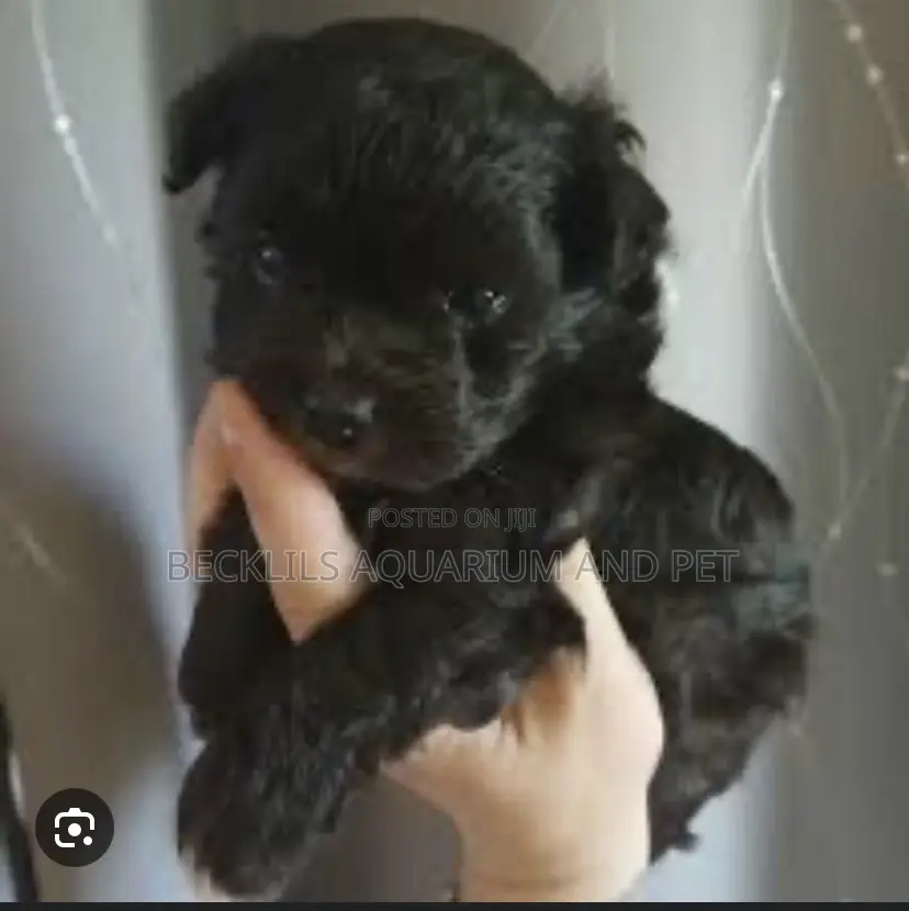 1-3 months Female Purebred Maltese