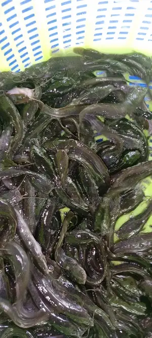 Catfish Fingerlings and Juveniles
