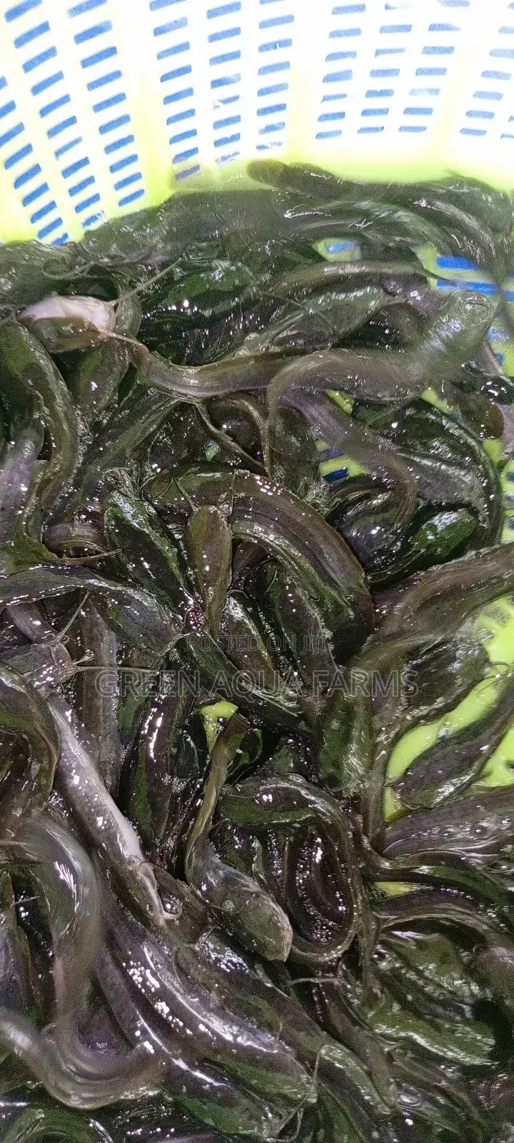 Catfish Fingerlings and Juveniles