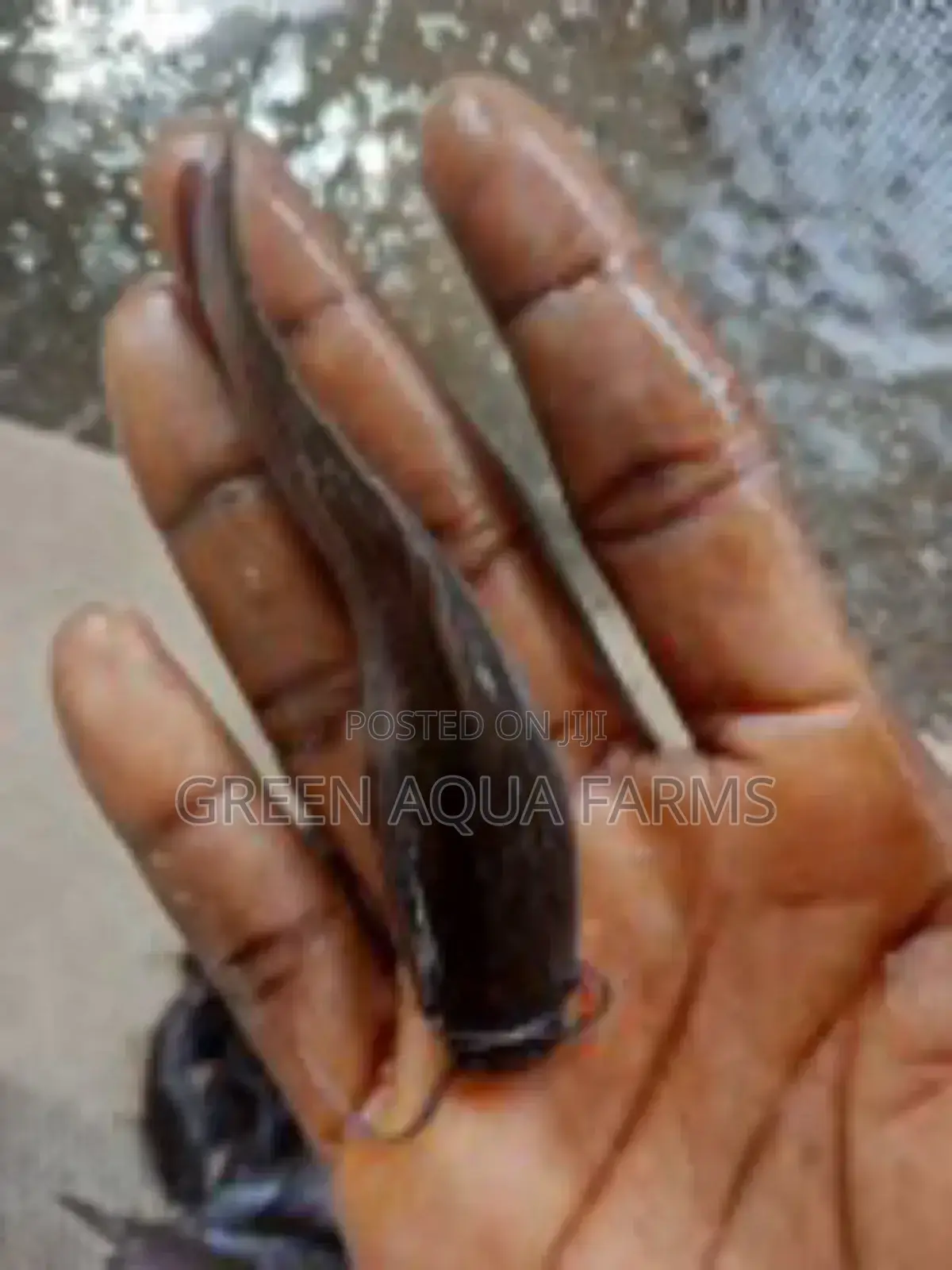Catfish Fingerlings and Juveniles