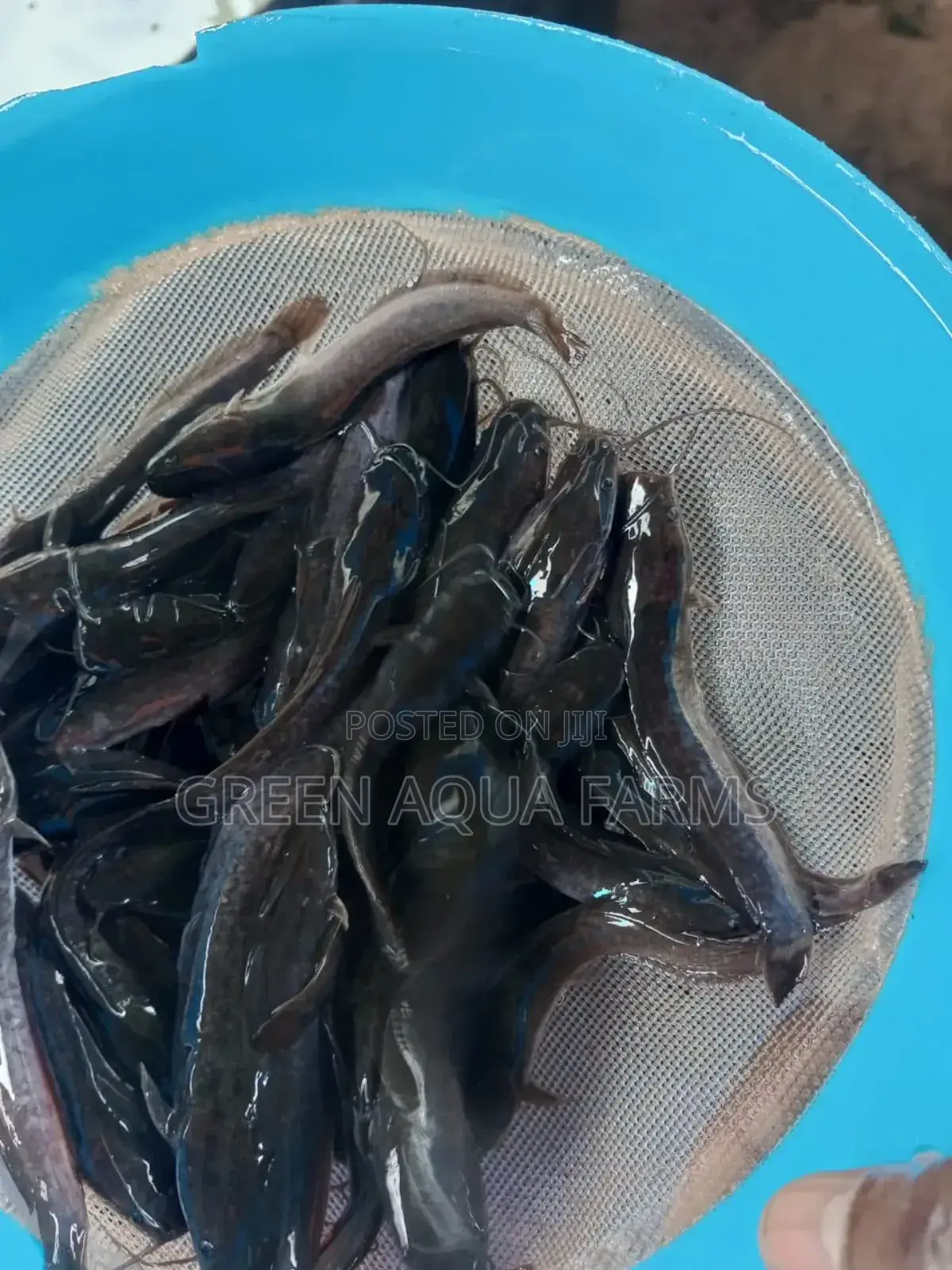 Catfish Fingerlings and Juveniles