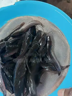 Catfish Fingerlings and Juveniles