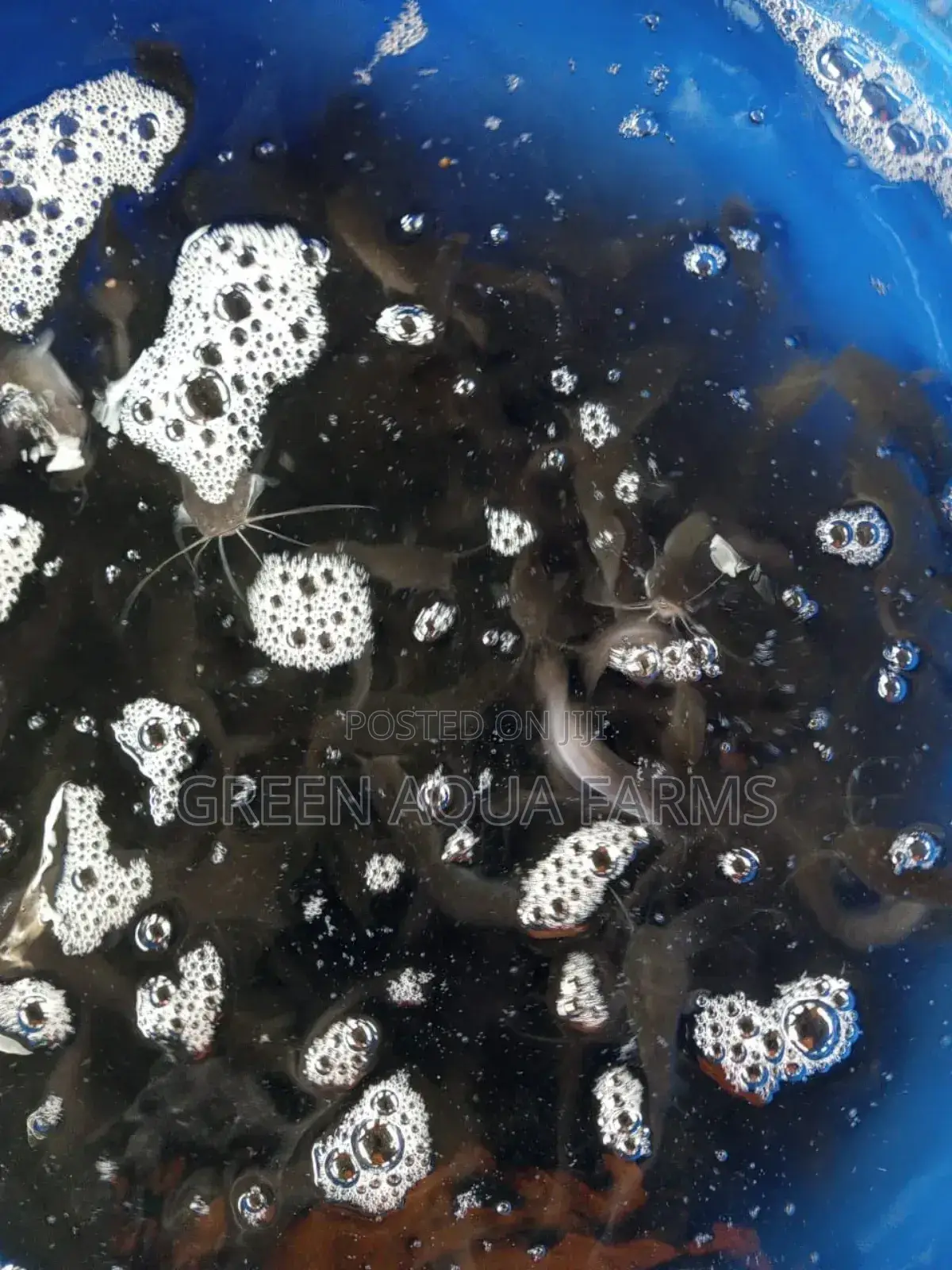 Catfish Fingerlings and Juveniles
