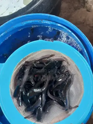 Catfish Fingerlings and Juveniles