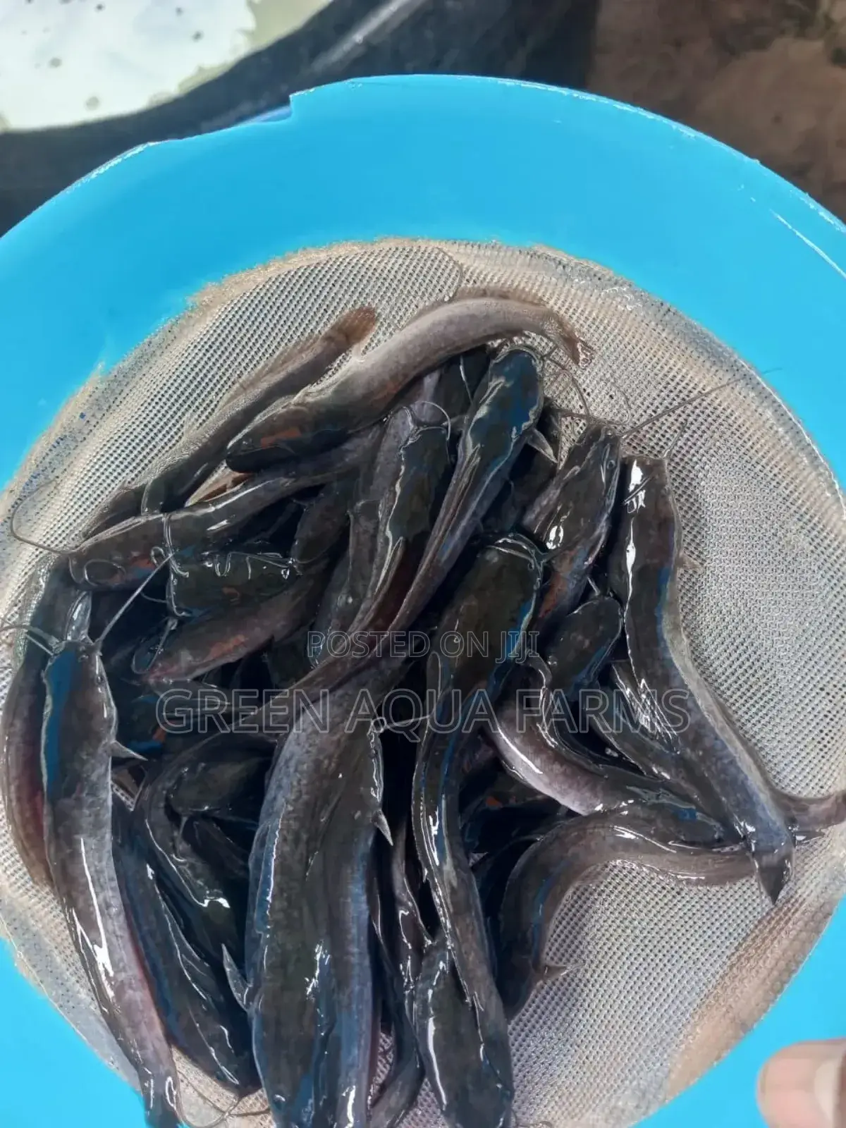 Catfish Fingerlings and Juveniles