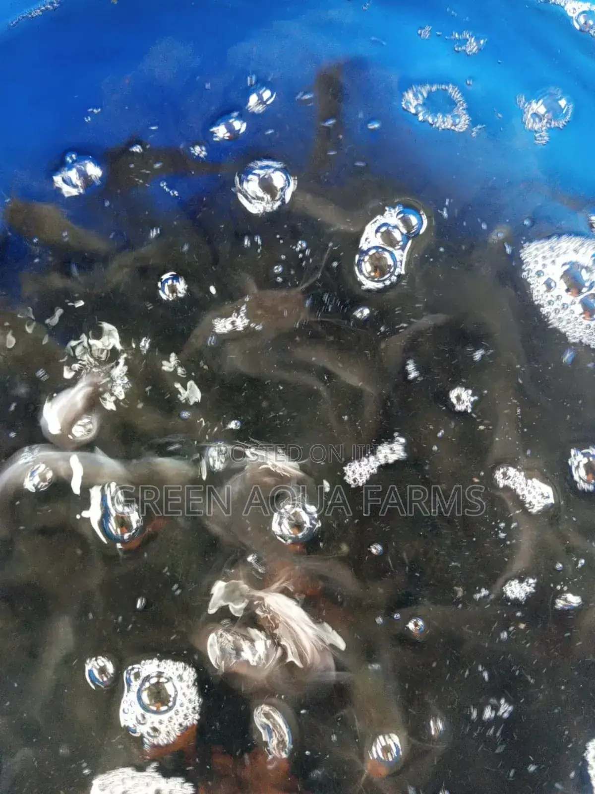 Catfish Fingerlings and Juveniles