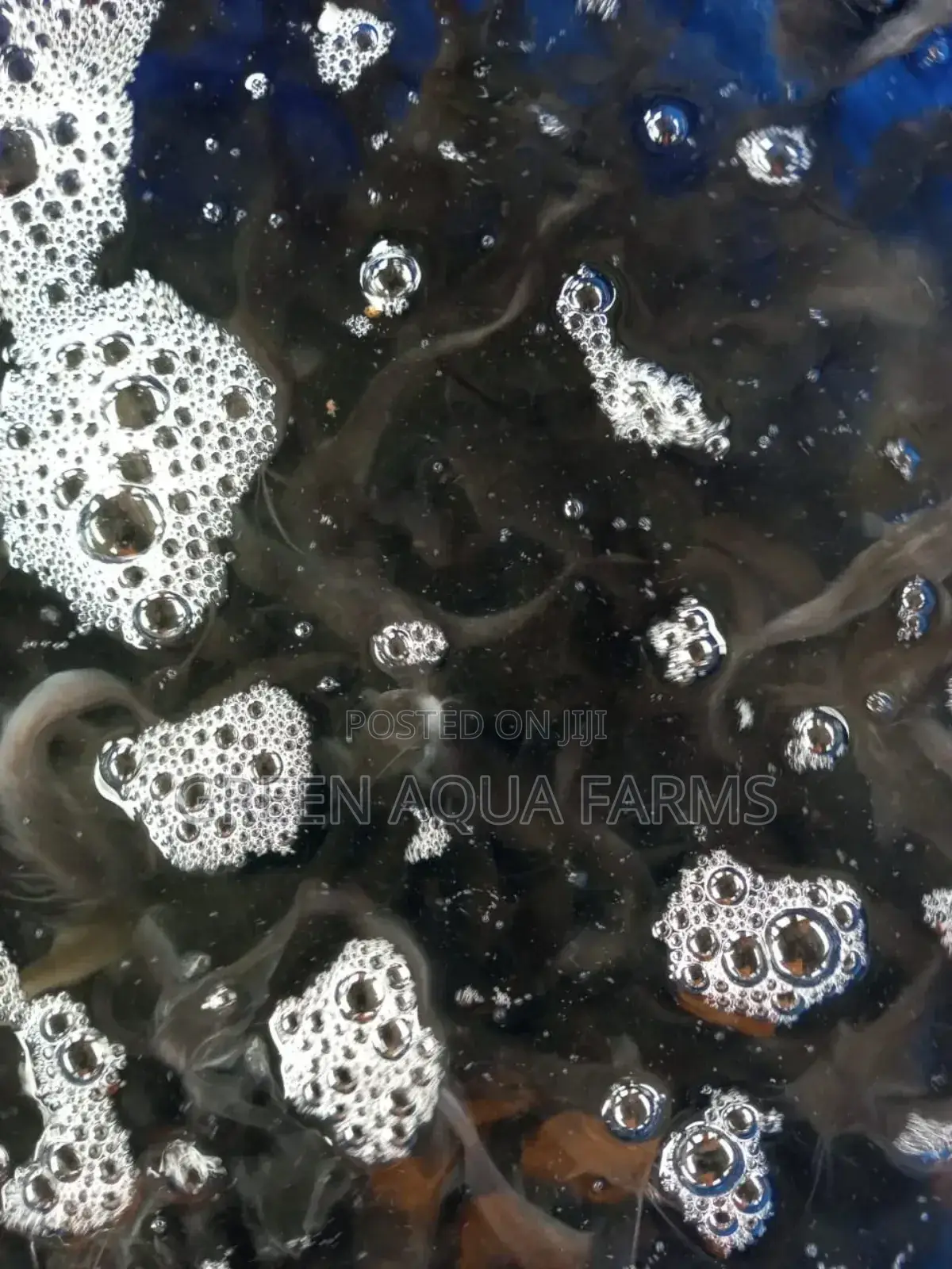 Catfish Fingerlings and Juveniles