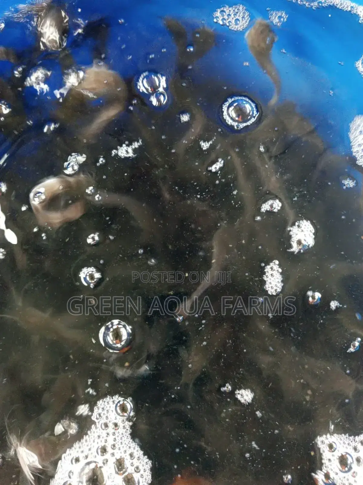 Catfish Fingerlings and Juveniles