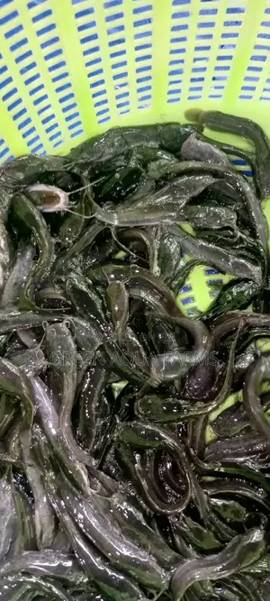 Catfish Fingerlings and Juveniles