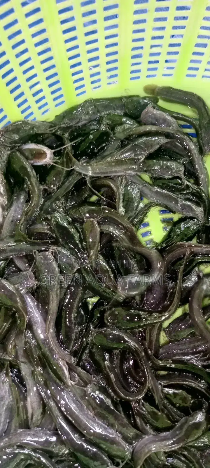 Catfish Fingerlings and Juveniles