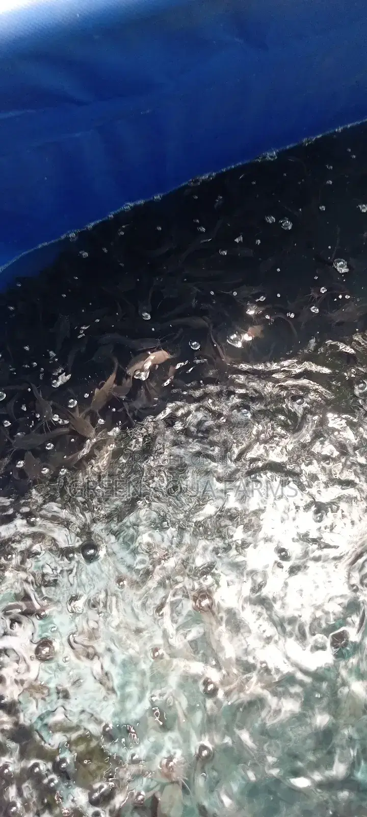 Catfish Fingerlings and Juveniles