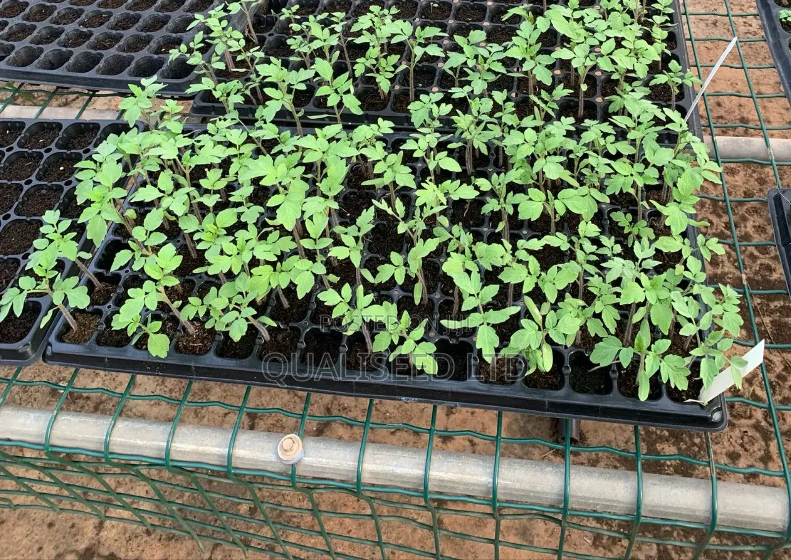 Tomato Seeds - Navrongo Type [1kg]
