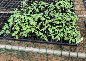 Tomato Seeds - Navrongo Type [1kg]