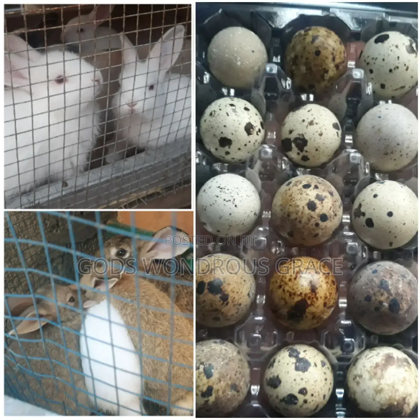 Baby Rabbits and Quail Eggs for Sale at Affordable Prices