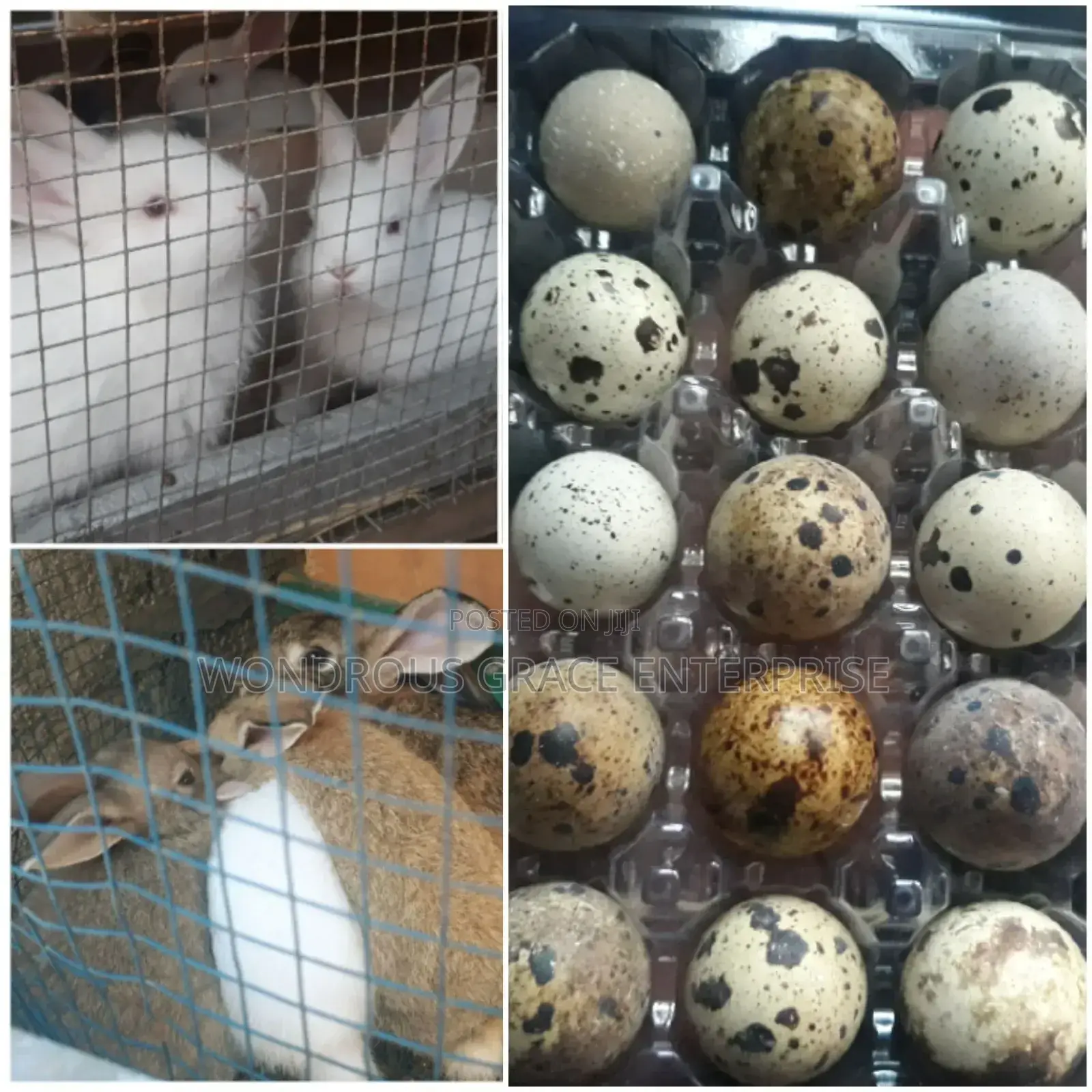 Baby Rabbits and Quail Eggs for Sale at Affordable Prices
