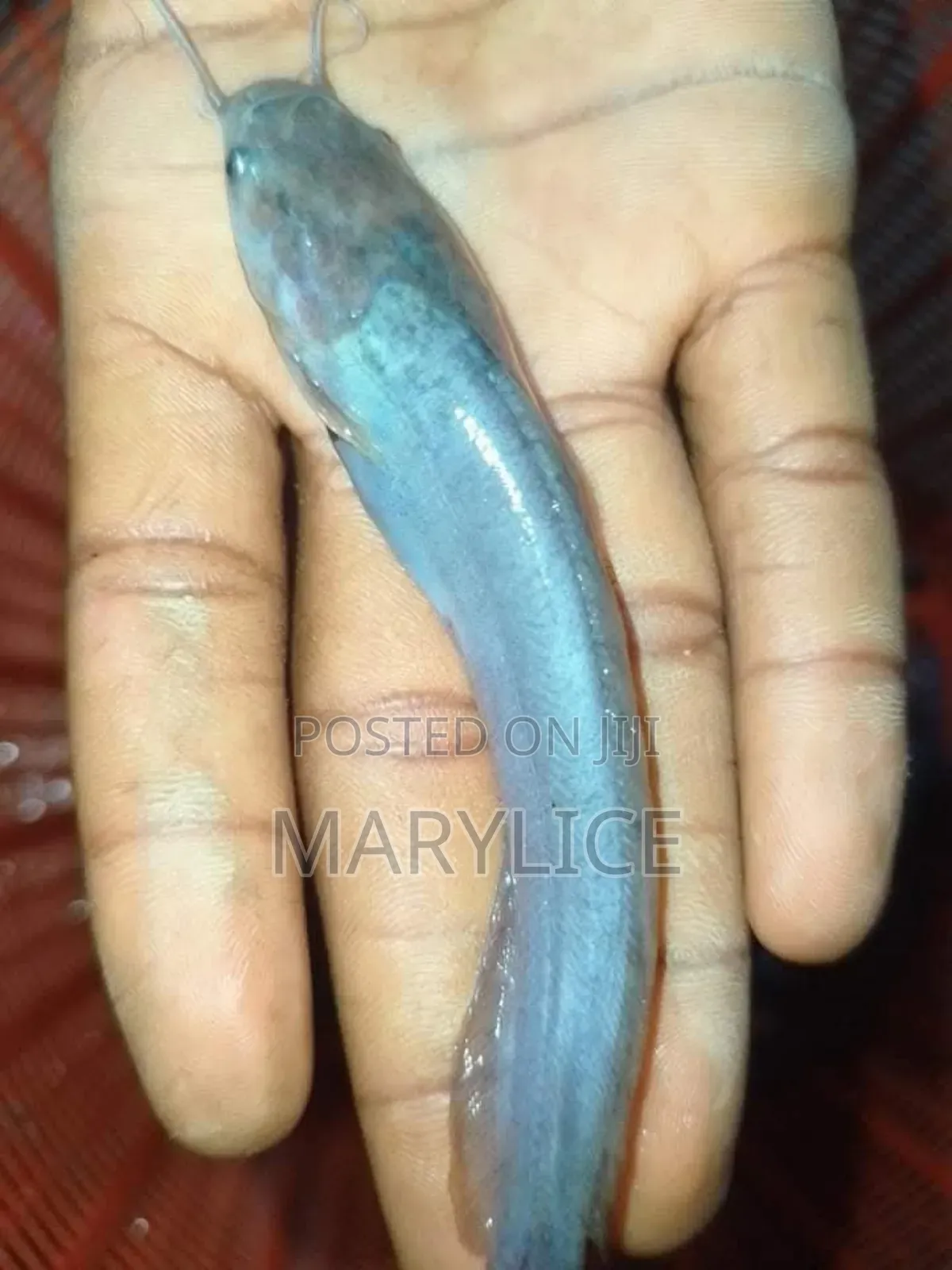 Fast-Growing Catfish Fingerlings Available